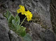 33 Primula orecchia d'orso (Primula auricula) sulle rocce del Canalino dei sassi